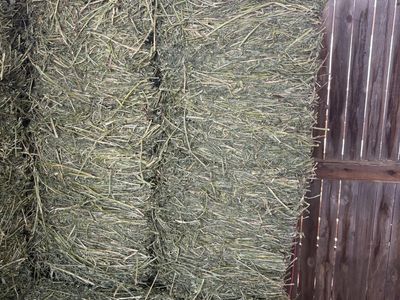 Alfalfa Hay