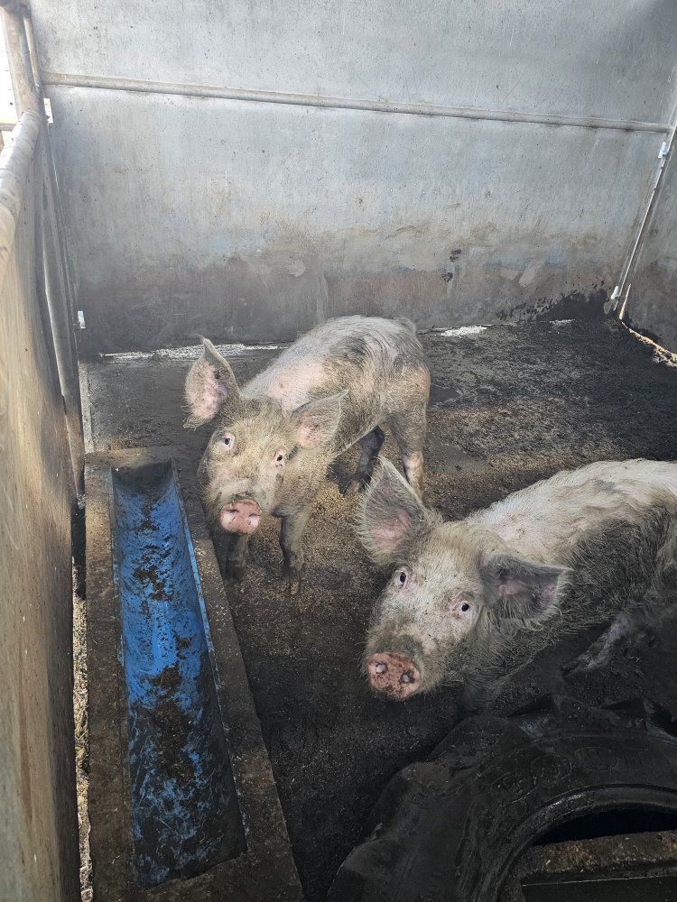 pig finisher pig