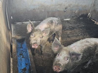 pig finisher pig