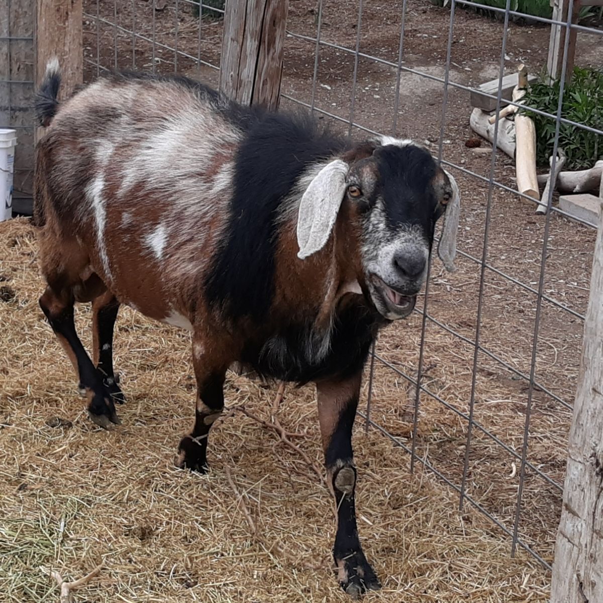 Purebred Nubian Buck $200