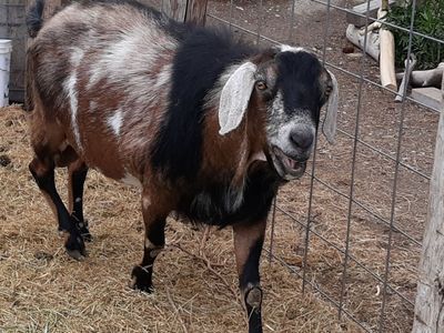 Purebred Nubian Buck $200