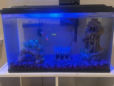 10-Gallon Rectangular Fish Tank Aquarium with Filter and Decorations, Good Condition