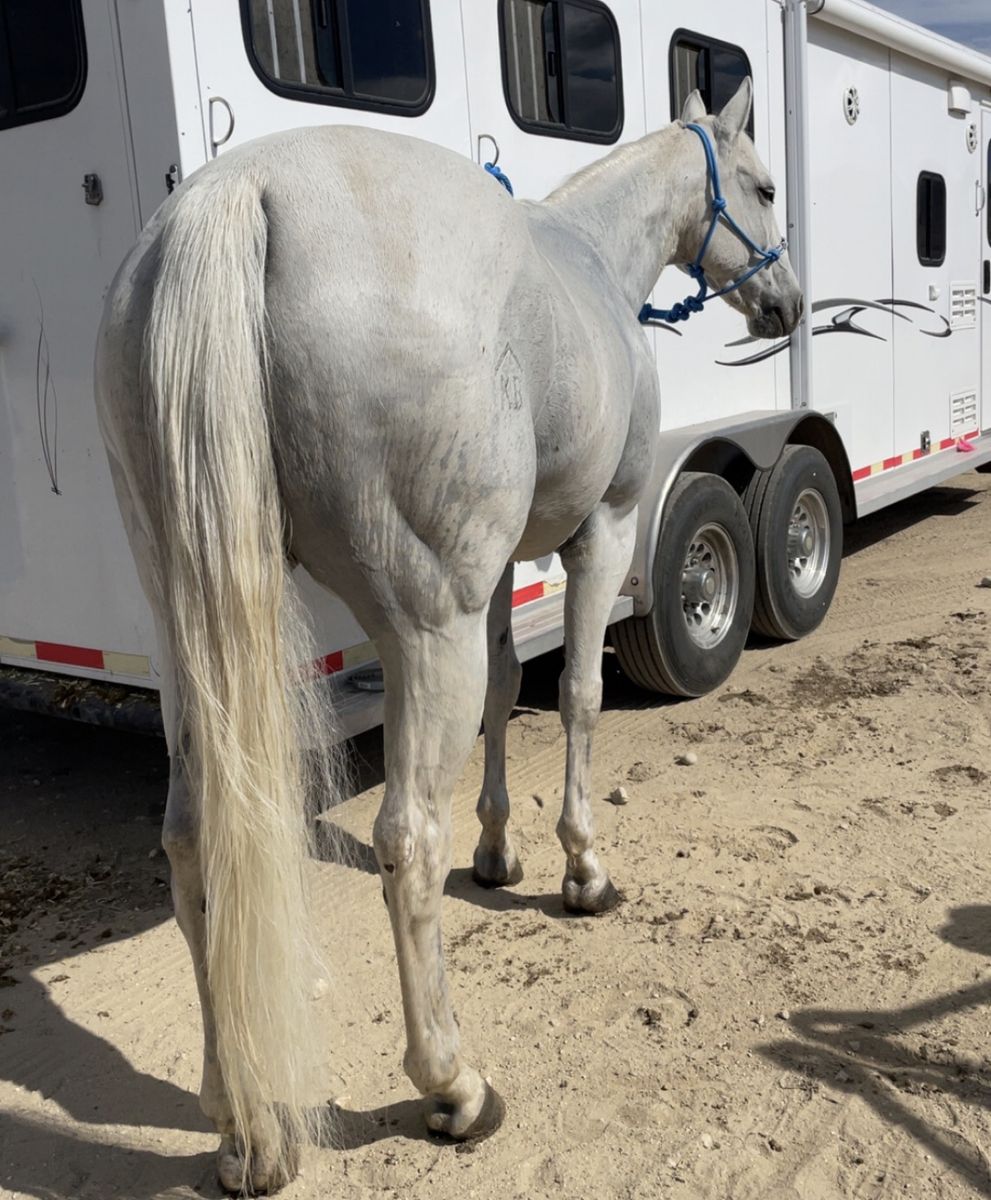 Barrel Horse For Sale