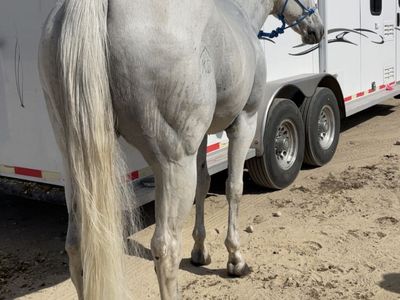 Barrel Horse For Sale