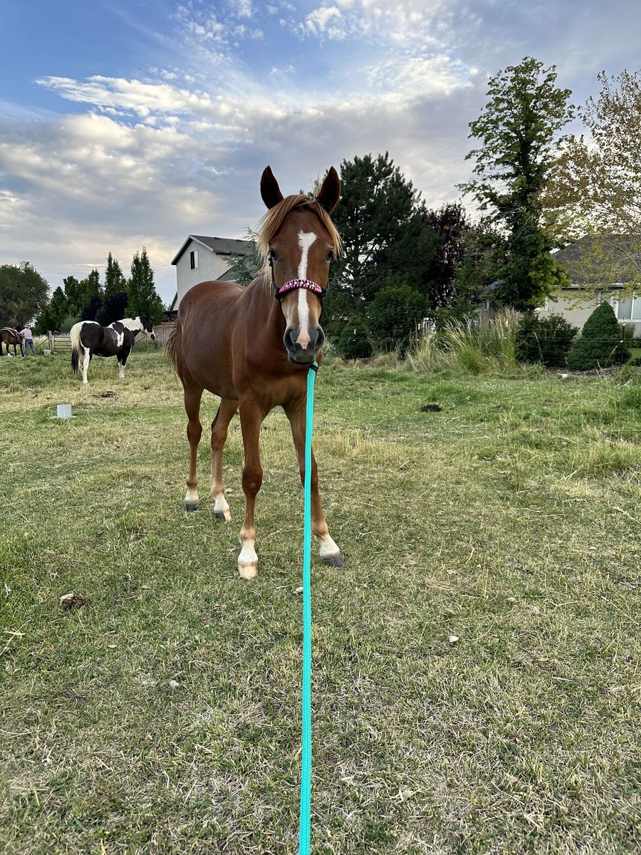 Yearling Filly