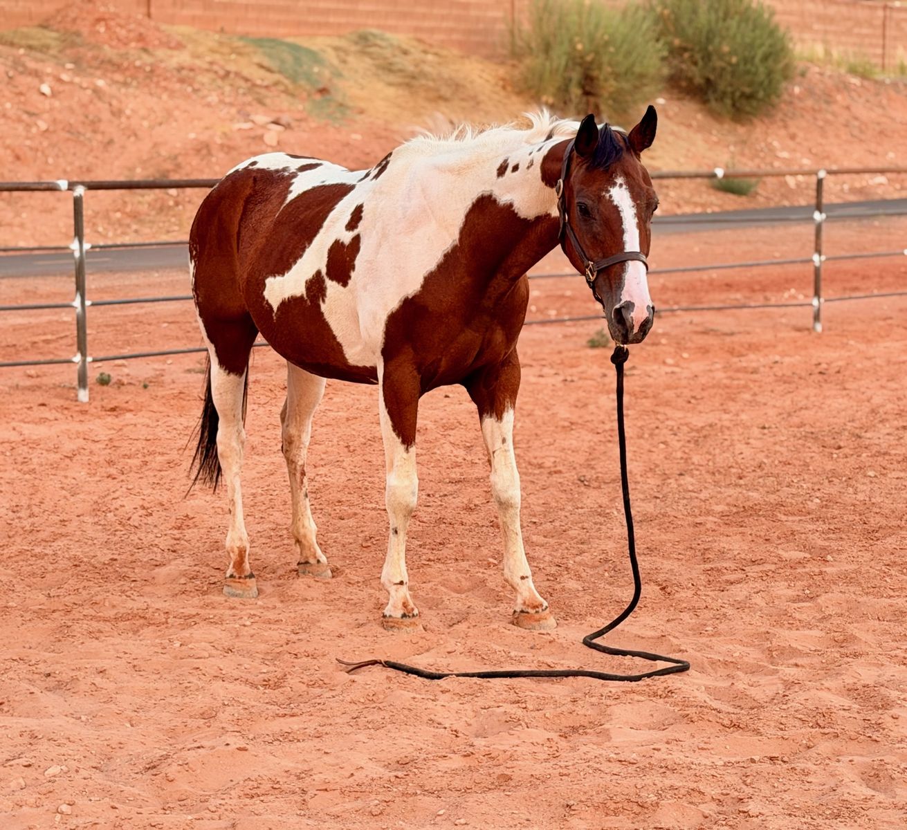 Babysitter Paint Mare