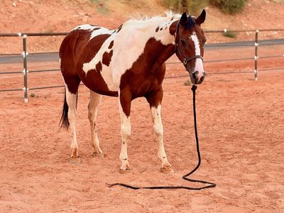 Babysitter Paint Mare