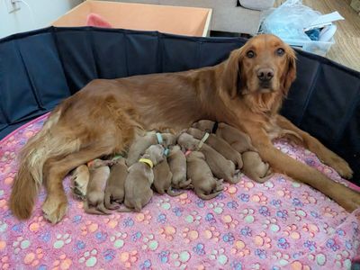 AKC Golden Retriever Puppies-Ready to Home Easter Week!
