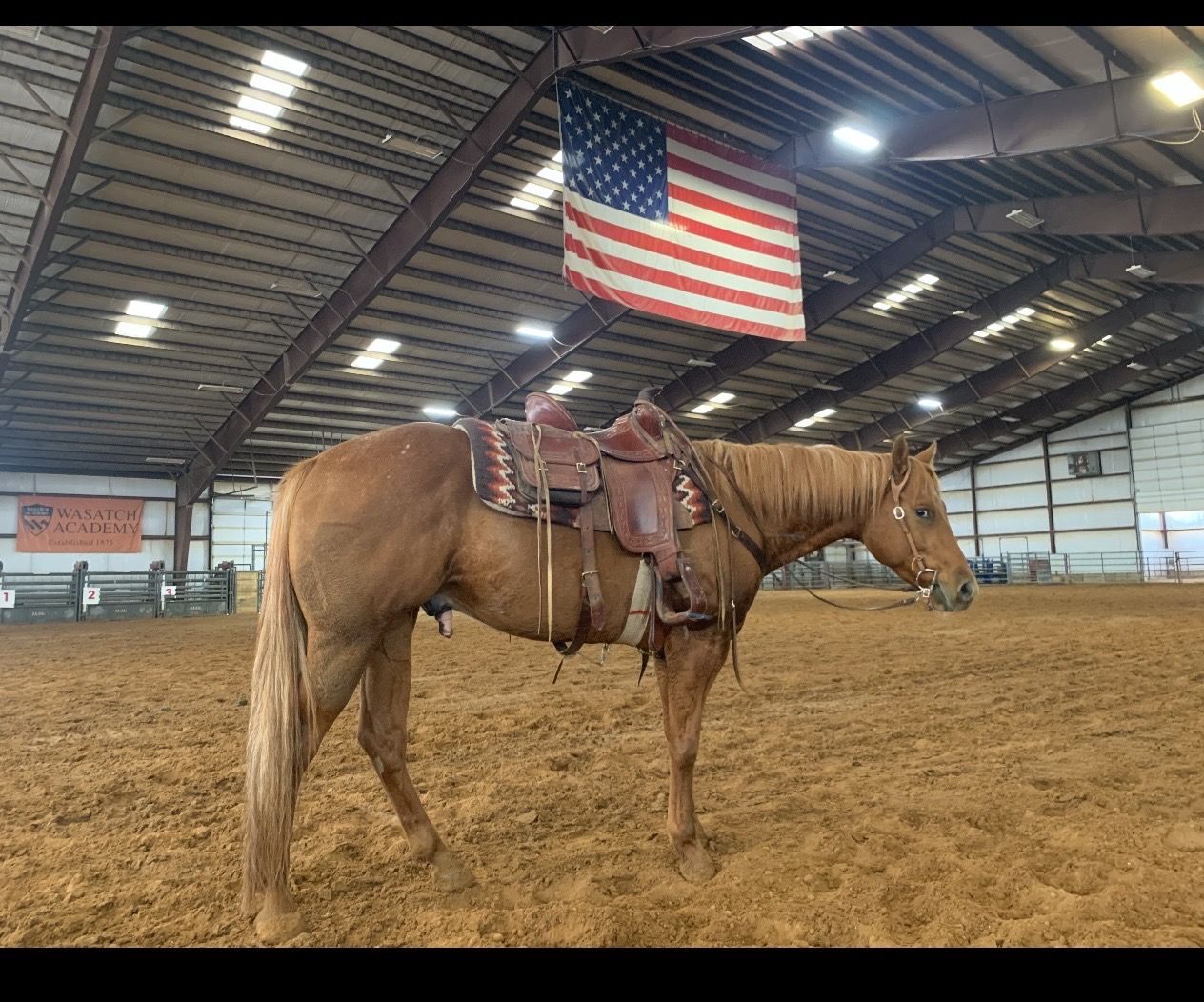 4 Year Old Appy/quarter Horse Registered Gelding