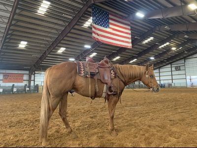 4 Year Old Appy/quarter Horse Registered Gelding