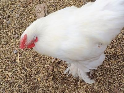 White Bantam Cochin ROOSTER Chicken for Sale