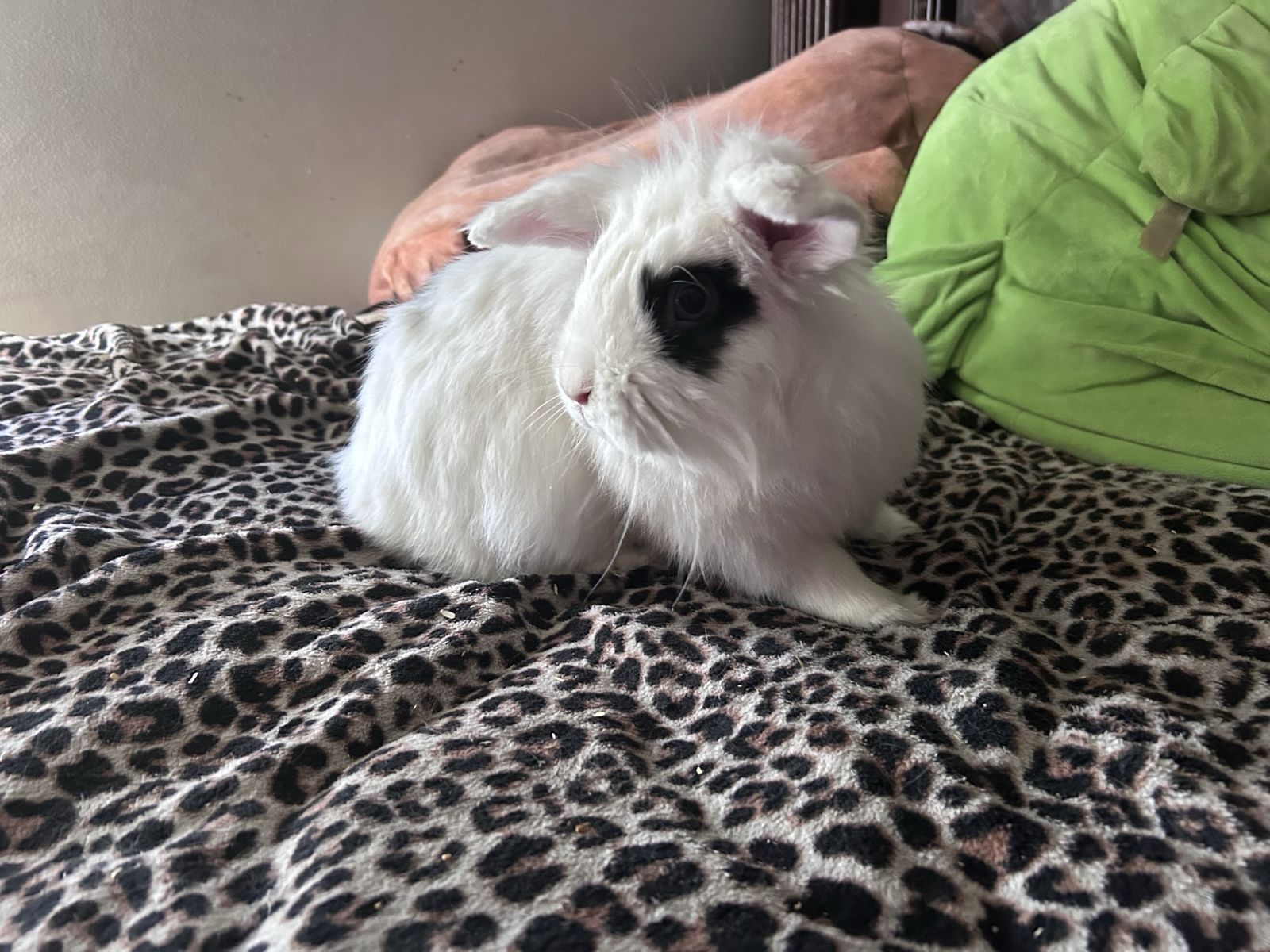 Bunny looking for a new home!