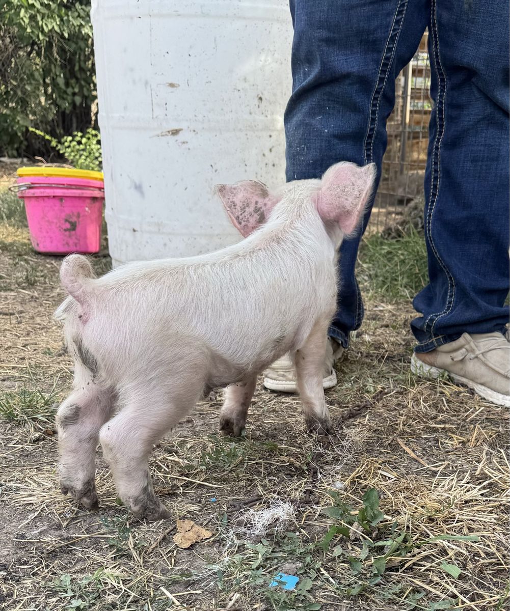 Tiny Yorkshire Boer Pig