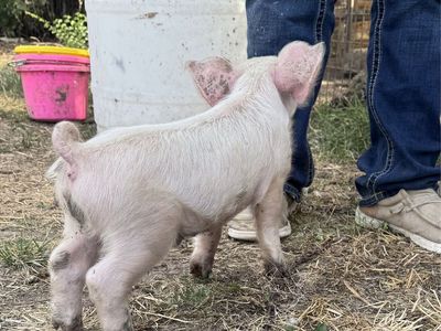 Tiny Yorkshire Boer Pig