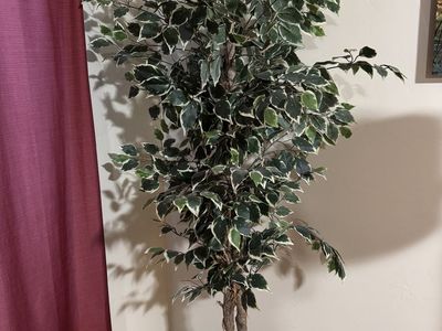 Fake Tree/Plant for Inside
