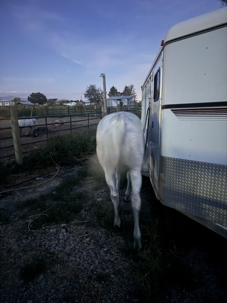 14 Year Old Grade Mare