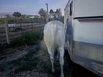 14 Year Old Grade Mare