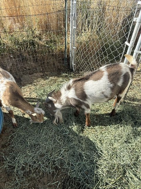 nigerian buck 2yr old spotted