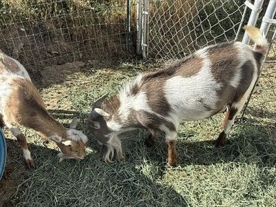 nigerian buck 2yr old spotted