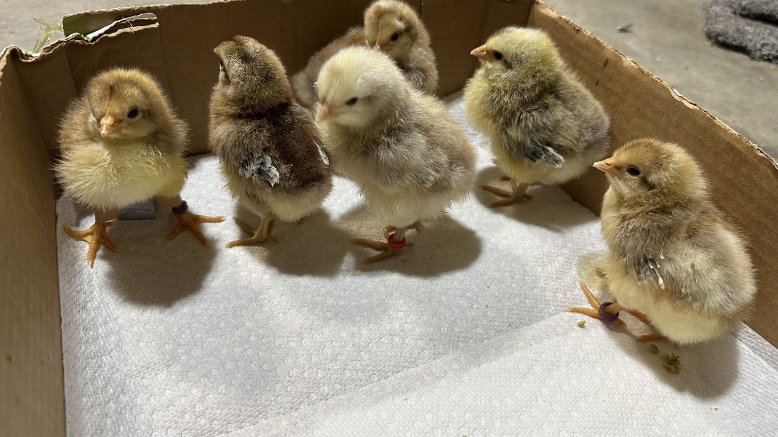 Chicks For Snake Feed