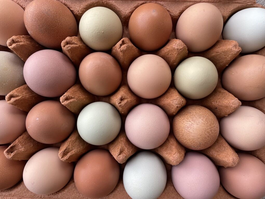 Fertilized Hatching eggs