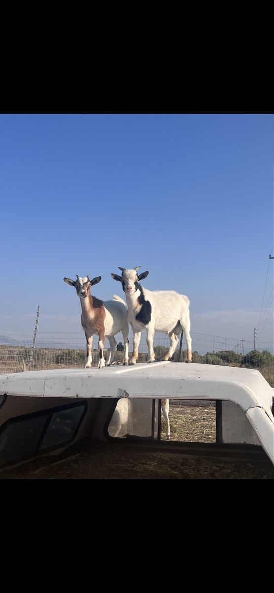 Goats
