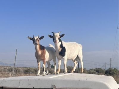 Goats