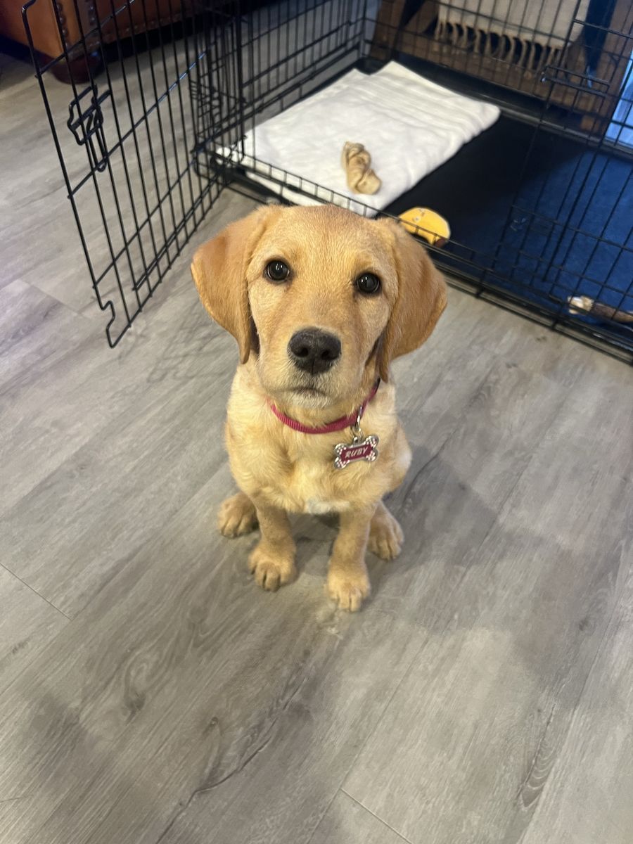 Golden doodle