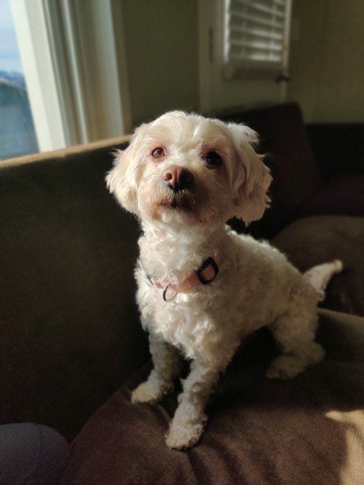 Maltipoo Female "Kit" | 5 Yrs | Sweet, Playful, Great with Kids