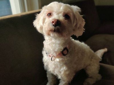 Maltipoo Female "Kit" | 5 Yrs | Sweet, Playful, Great with Kids