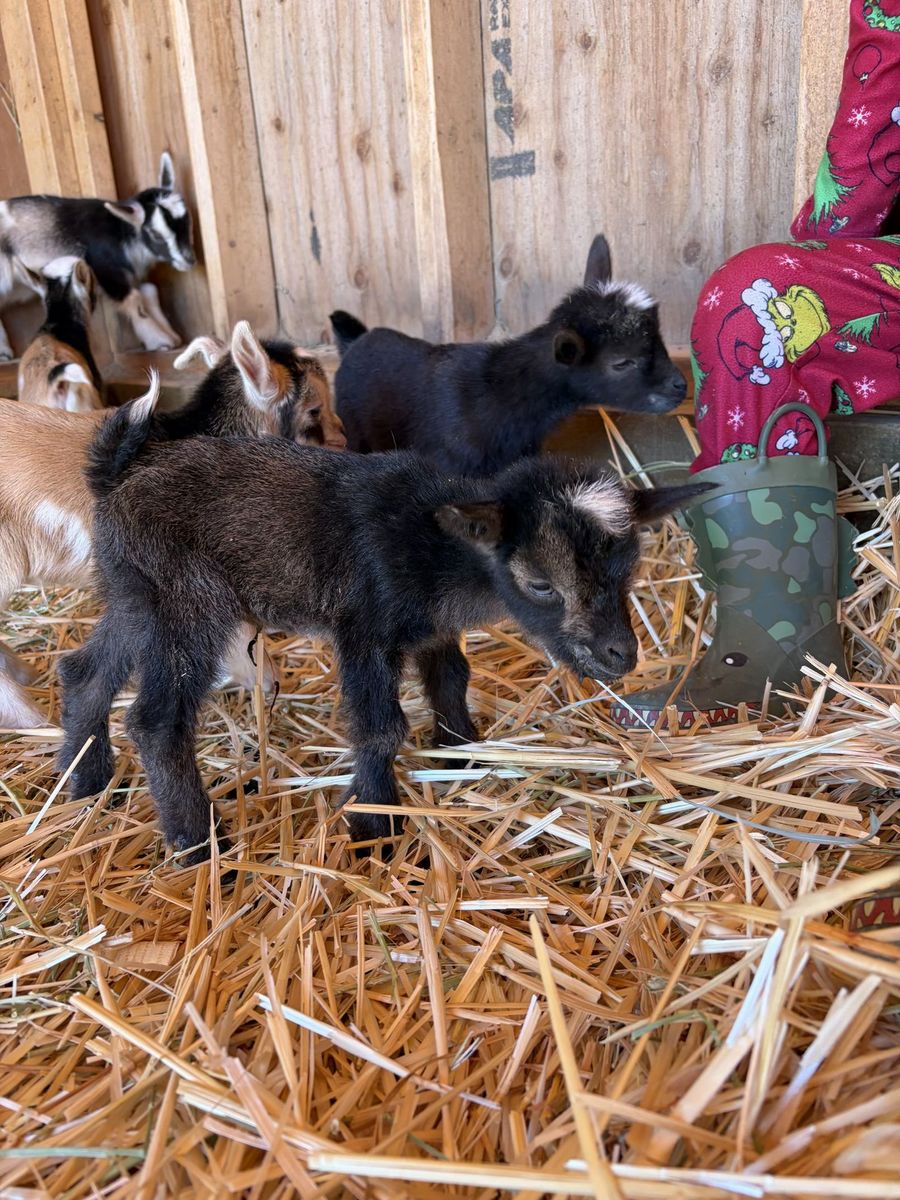 ADGA Nigerian Dwarf Doeling