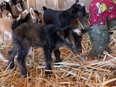 ADGA Nigerian Dwarf Doeling