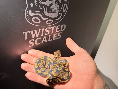 Baby Ball Python