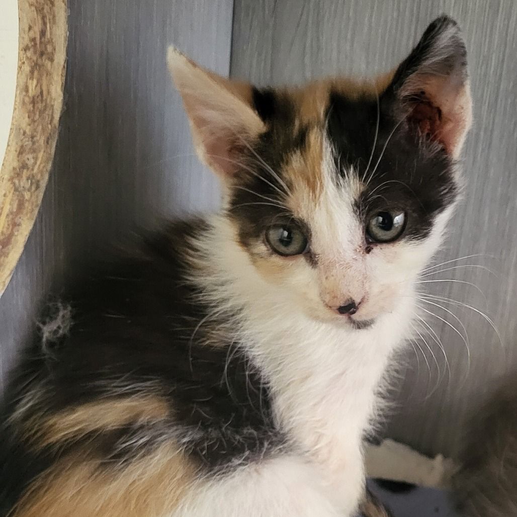Hello my name is Moxie