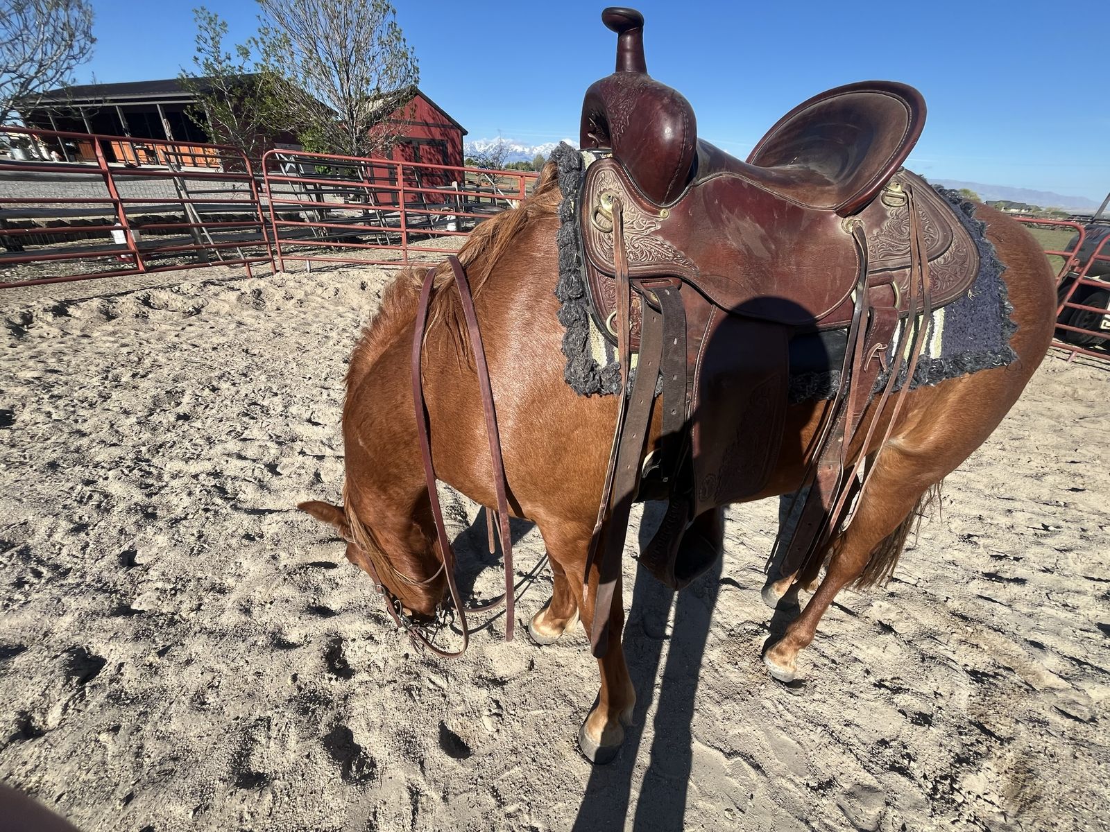 Circle Y Trail Saddle 15” seat