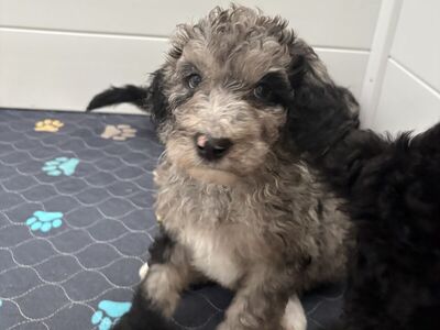 Sheepaddodle Puppies