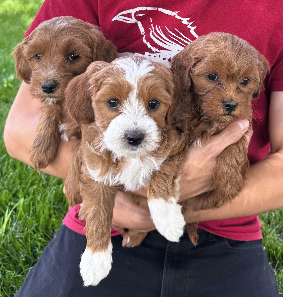 3rd Gen Mini GOLDEN CAVAPOO Puppies Goldendoodle Cavalier Golden Retriever Poodle F2b Multi-gen
