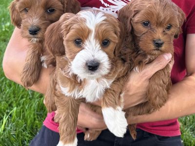 3rd Gen Mini GOLDEN CAVAPOO Puppies Goldendoodle Cavalier Golden Retriever Poodle F2b Multi-gen