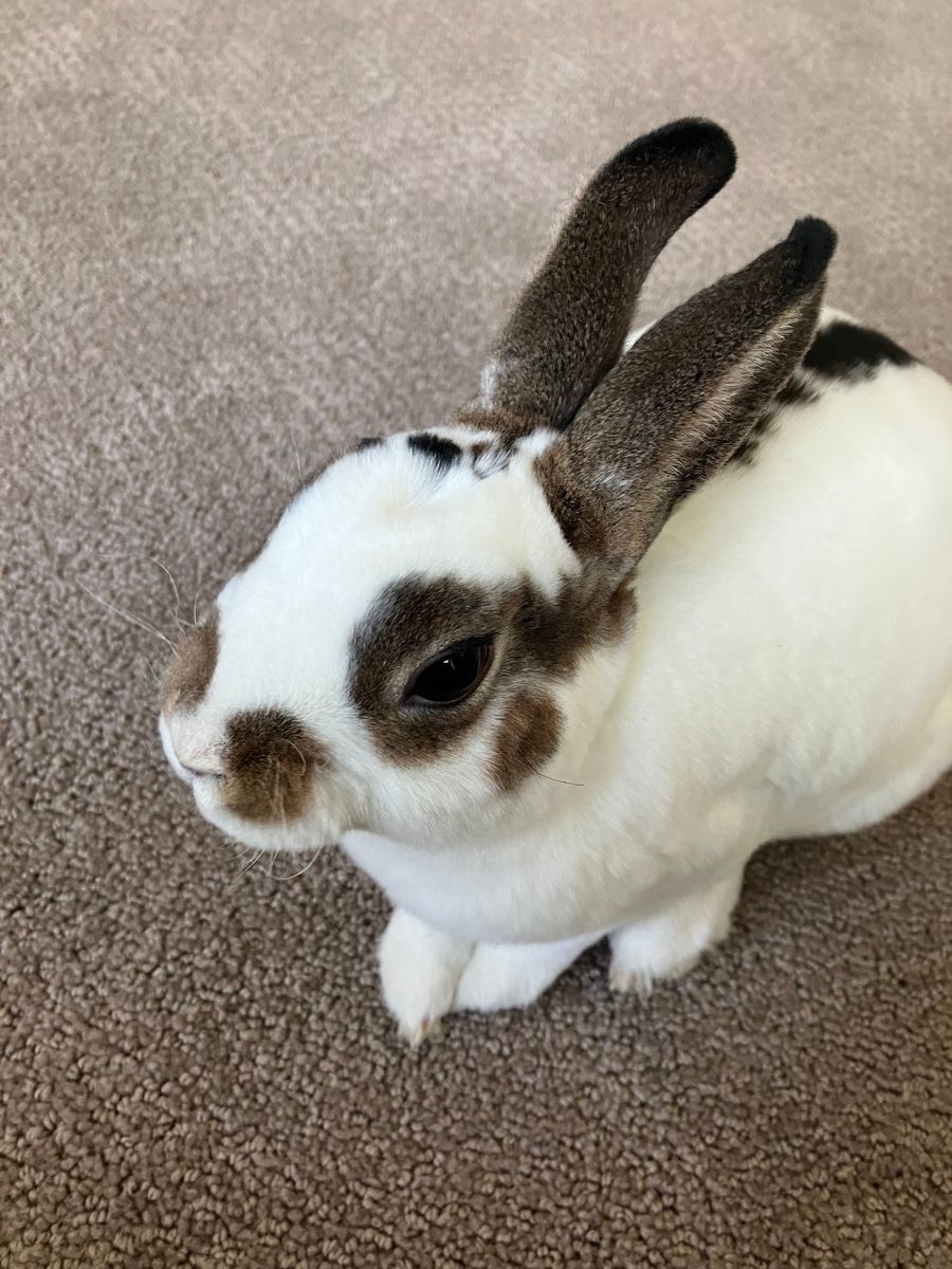 Mini rex bunny