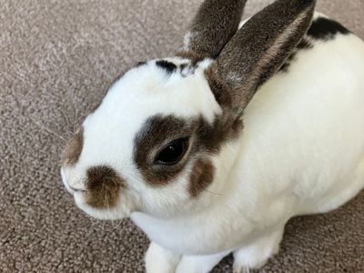 Mini rex bunny