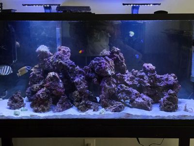 55 gallon complete reef/saltwater tank