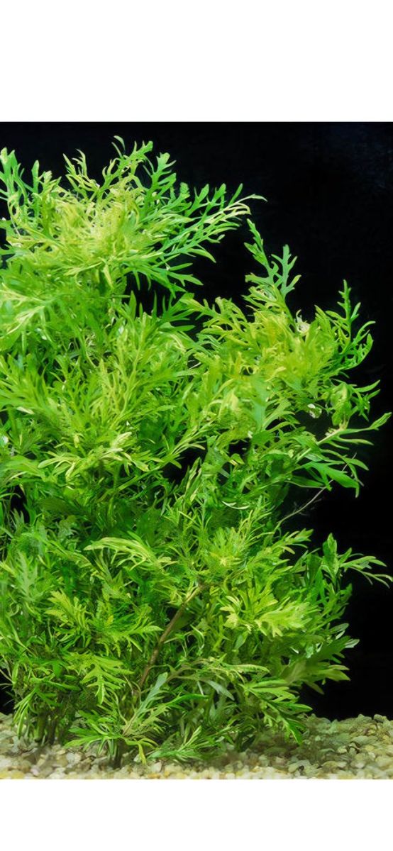 ISO live water wisteria for aquarium