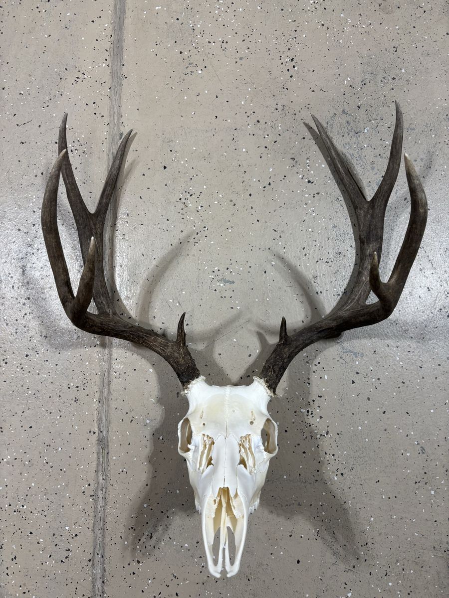 Euro Mounted Mule Deer