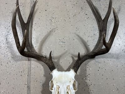 Euro Mounted Mule Deer