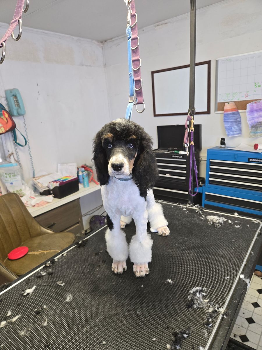 Standard Poodle Puppies $800