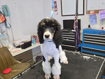 Standard Poodle Puppies $800