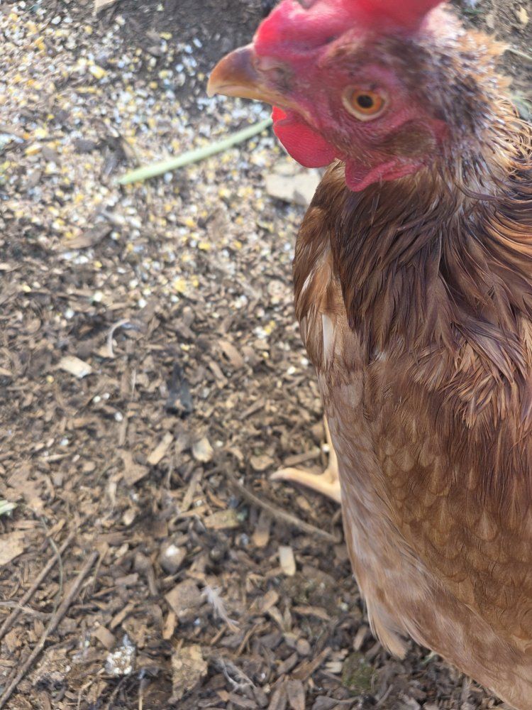 Hen for Sale
