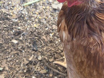 Hen for Sale