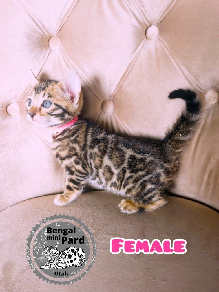 Beautiful Bengal kittens Tica Registered