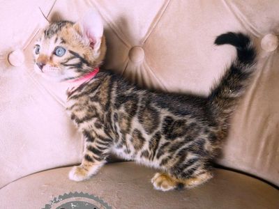 Beautiful Bengal kittens Tica Registered